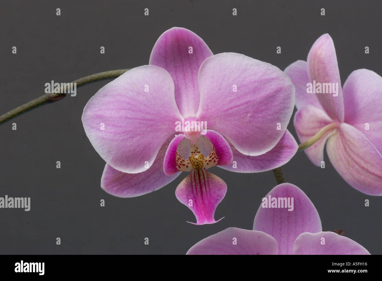 Orchid Phalaenopsis Stock Photo