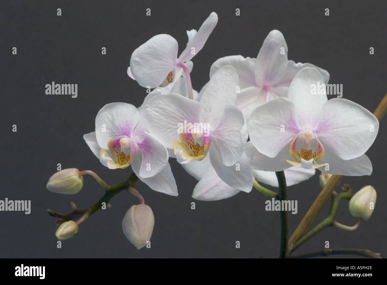 Orchid Phalaenopsis white Stock Photo