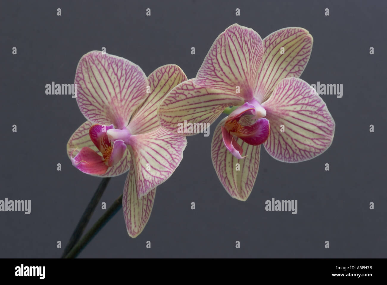 Baldan's Kaleidoscope Phalaenopsis orchid Stock Photo