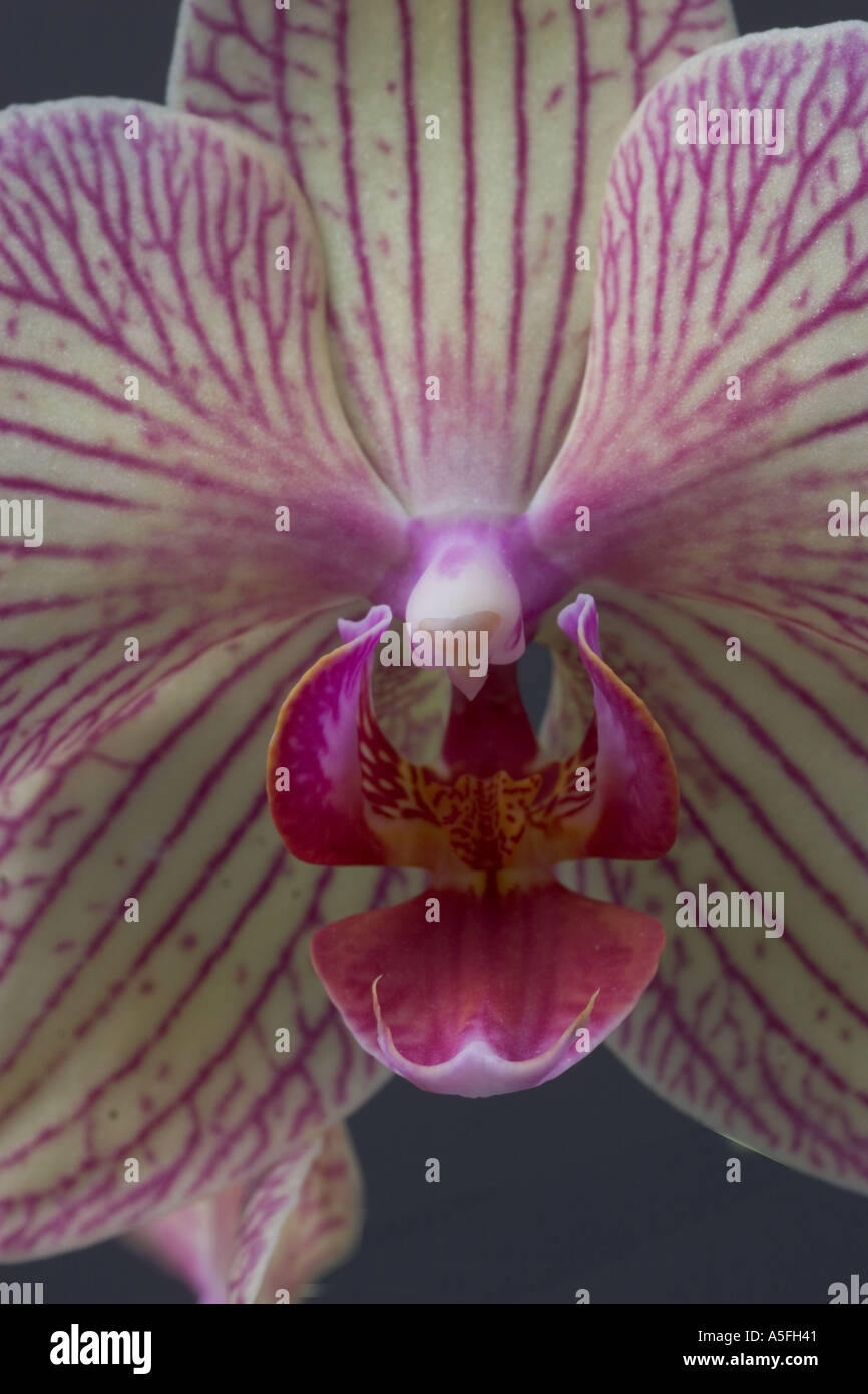 Baldan's Kaleidoscope Phalaenopsis orchid Stock Photo
