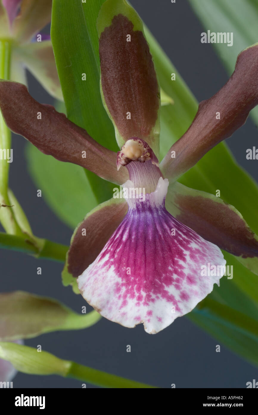 Orchid ZYGOPETALUM Louisendorf from South America Stock Photo