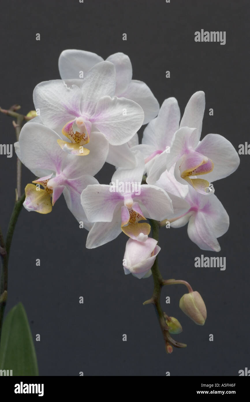 Orchid Phalaenopsis white Stock Photo