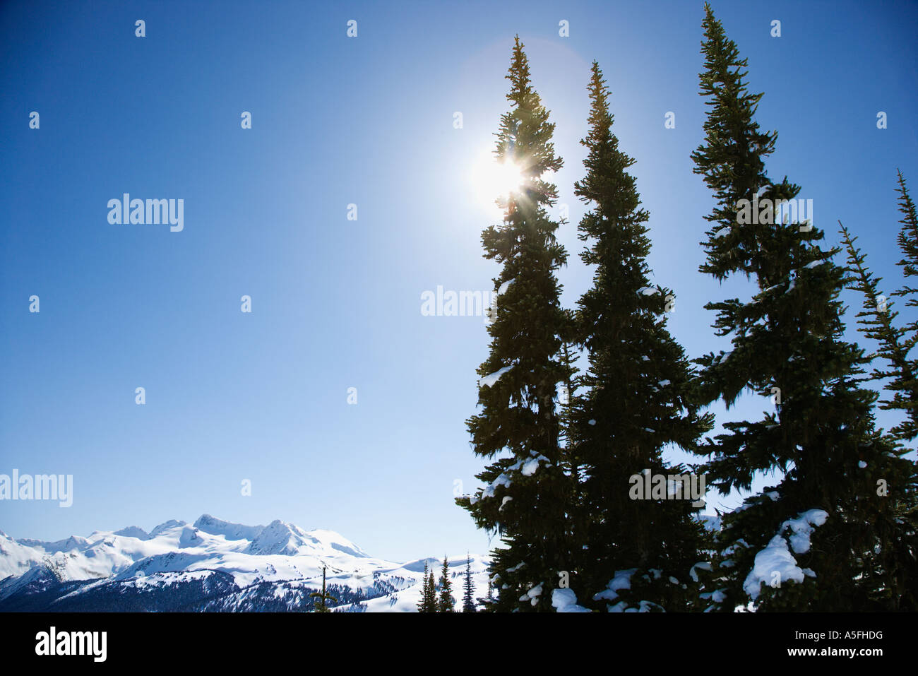 Mountain with pine trees Stock Photo - Alamy
