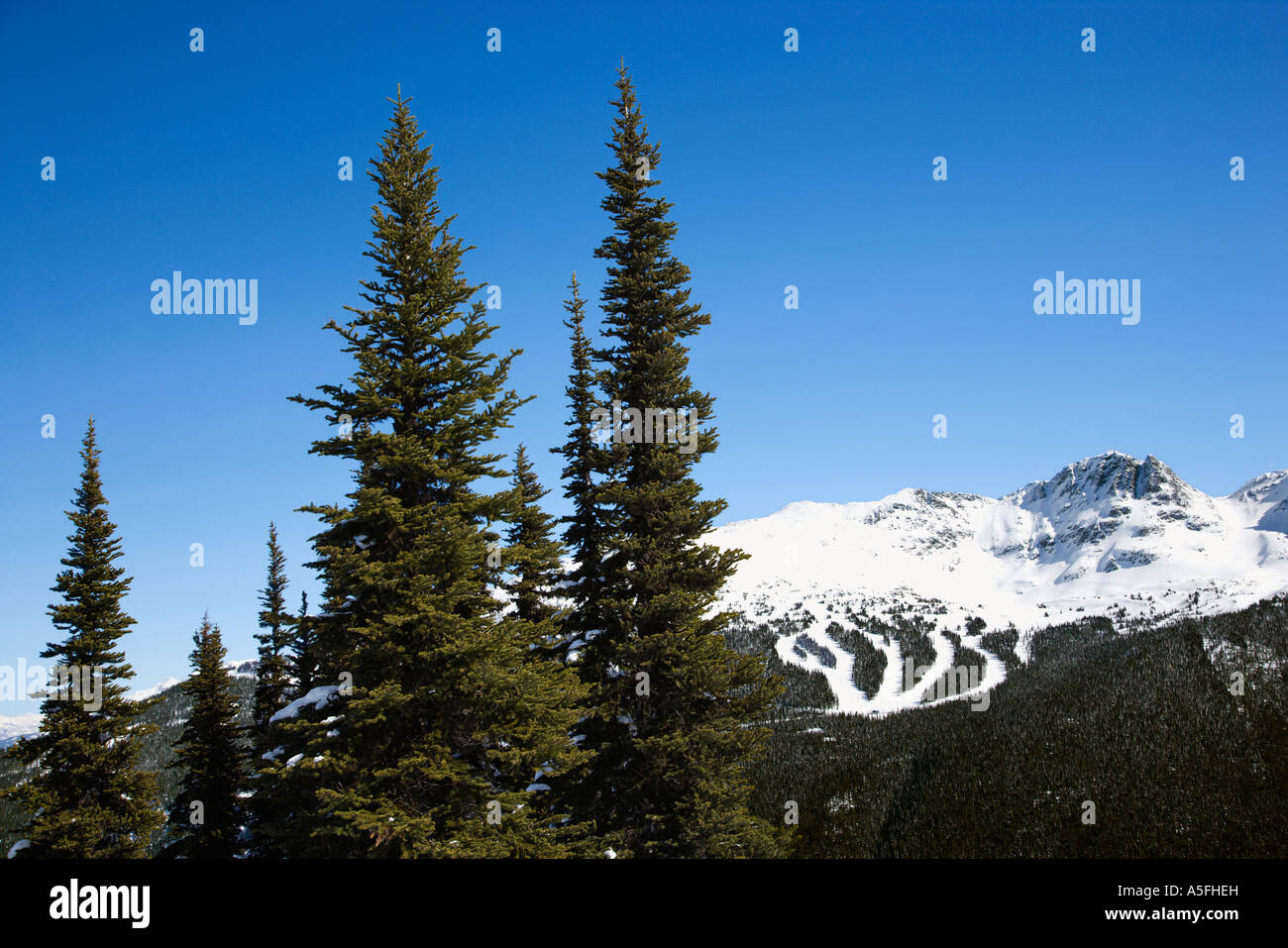Tree Scenic Scenic of pine trees and mountain ski trails Stock Photo - Alamy