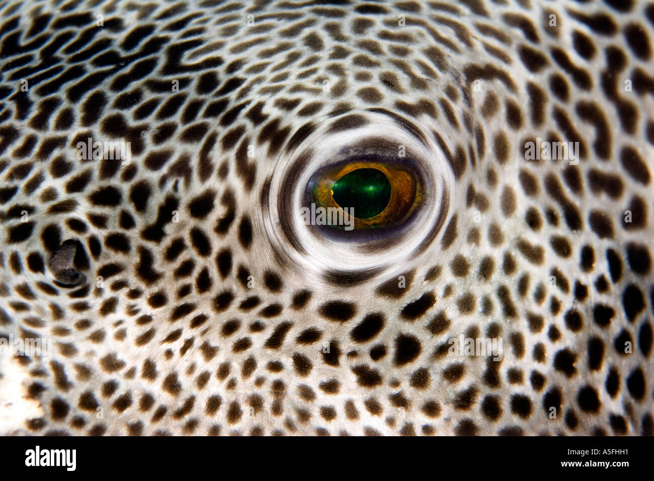 The eye of a Starry or Giant Puffer fish Arothron Stellatus in the Stock  Photo - Alamy