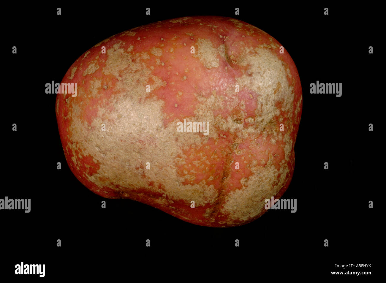 Silver scurf Helminthosporium solani on red Desiree potato tuber skin Stock Photo