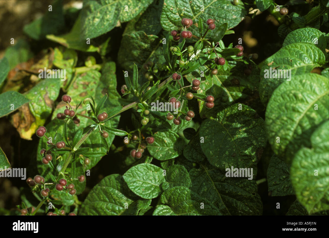 Cleavers Galium aparine seedhead in potato crop Stock Photo