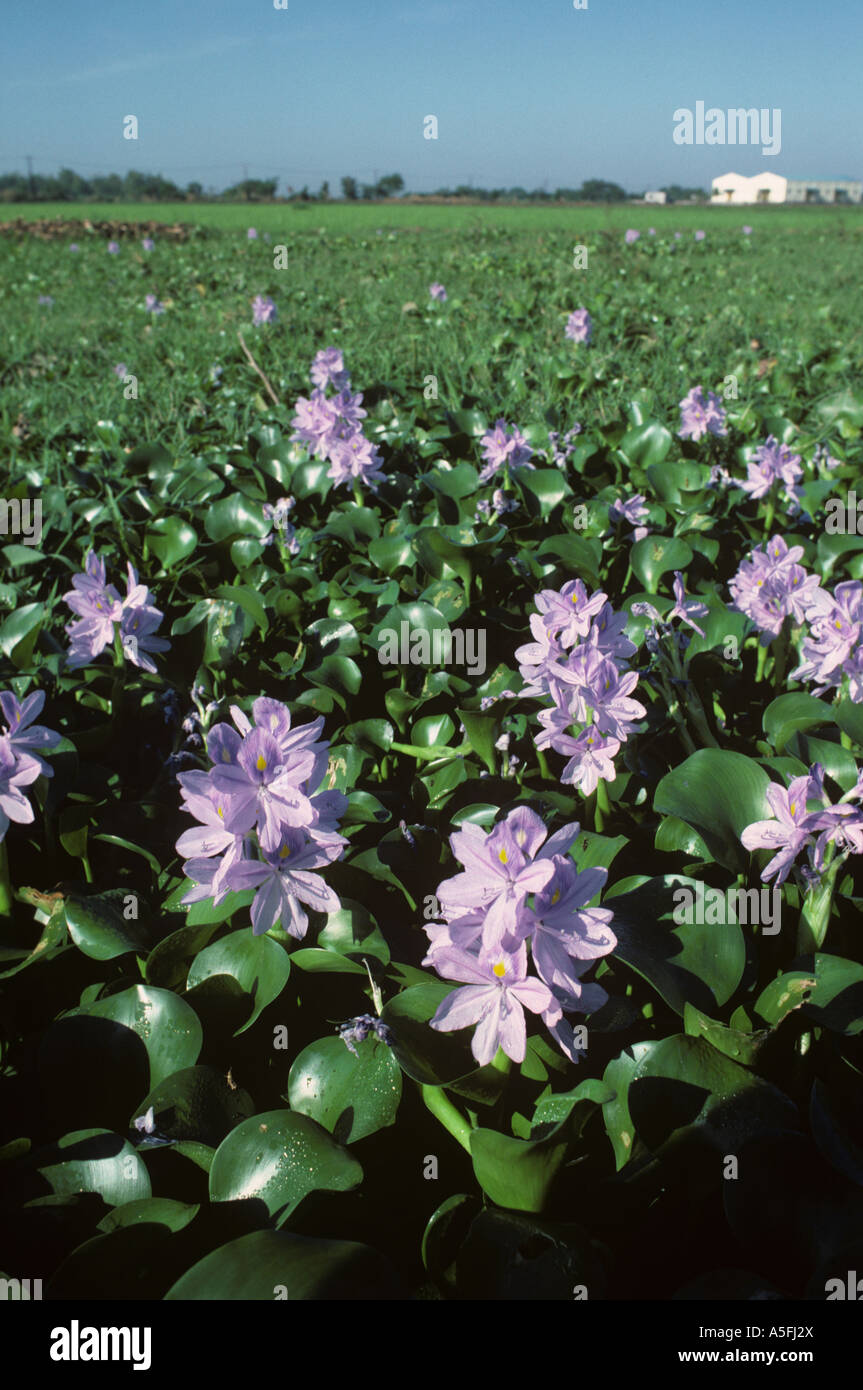 Water hyacinth Eichhornia crassipes plant flowering in a rice paddy Stock Photo