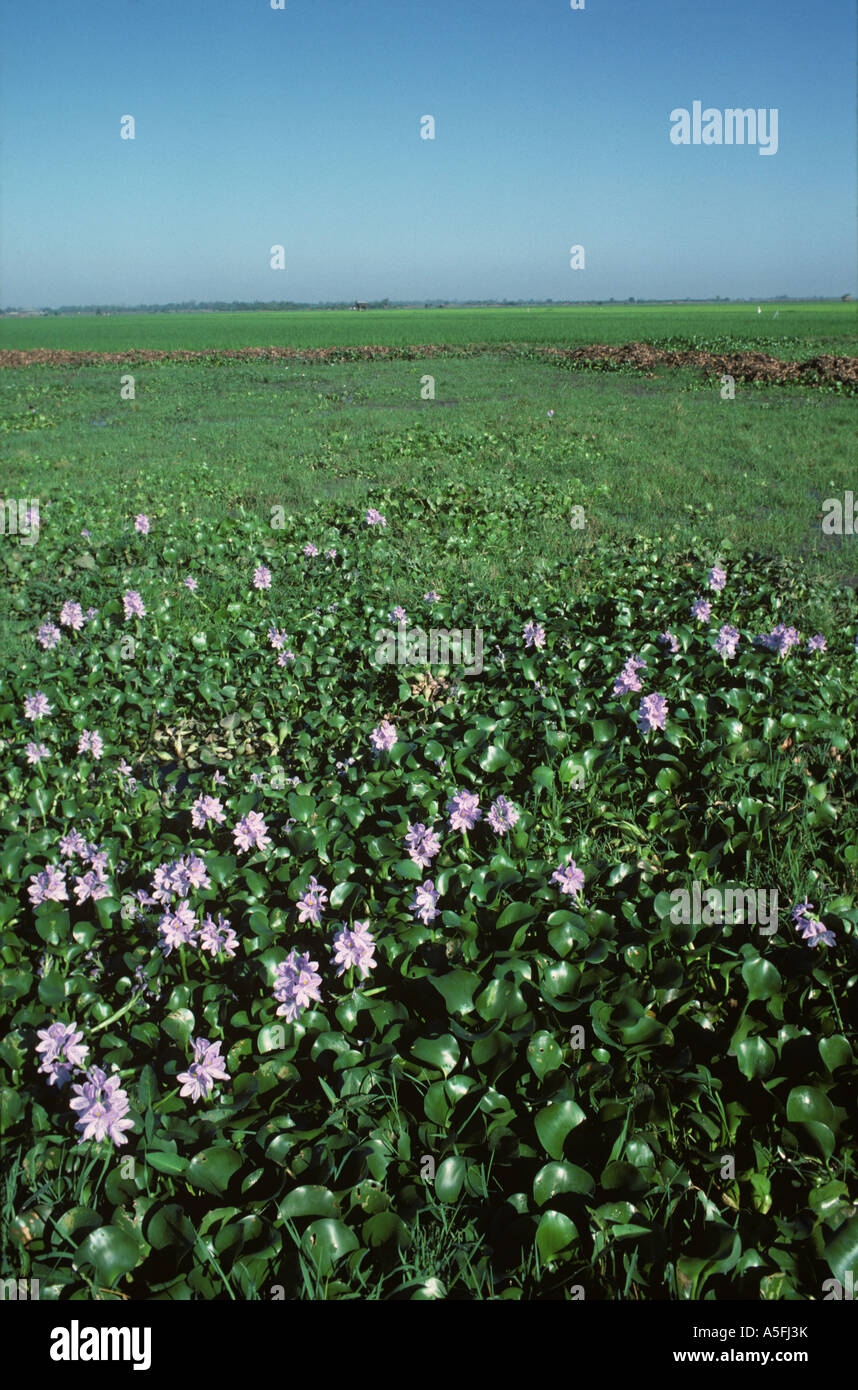 Water hyacinth Eichhornia crassipes flowering in unseeded rice paddy Philippines Stock Photo