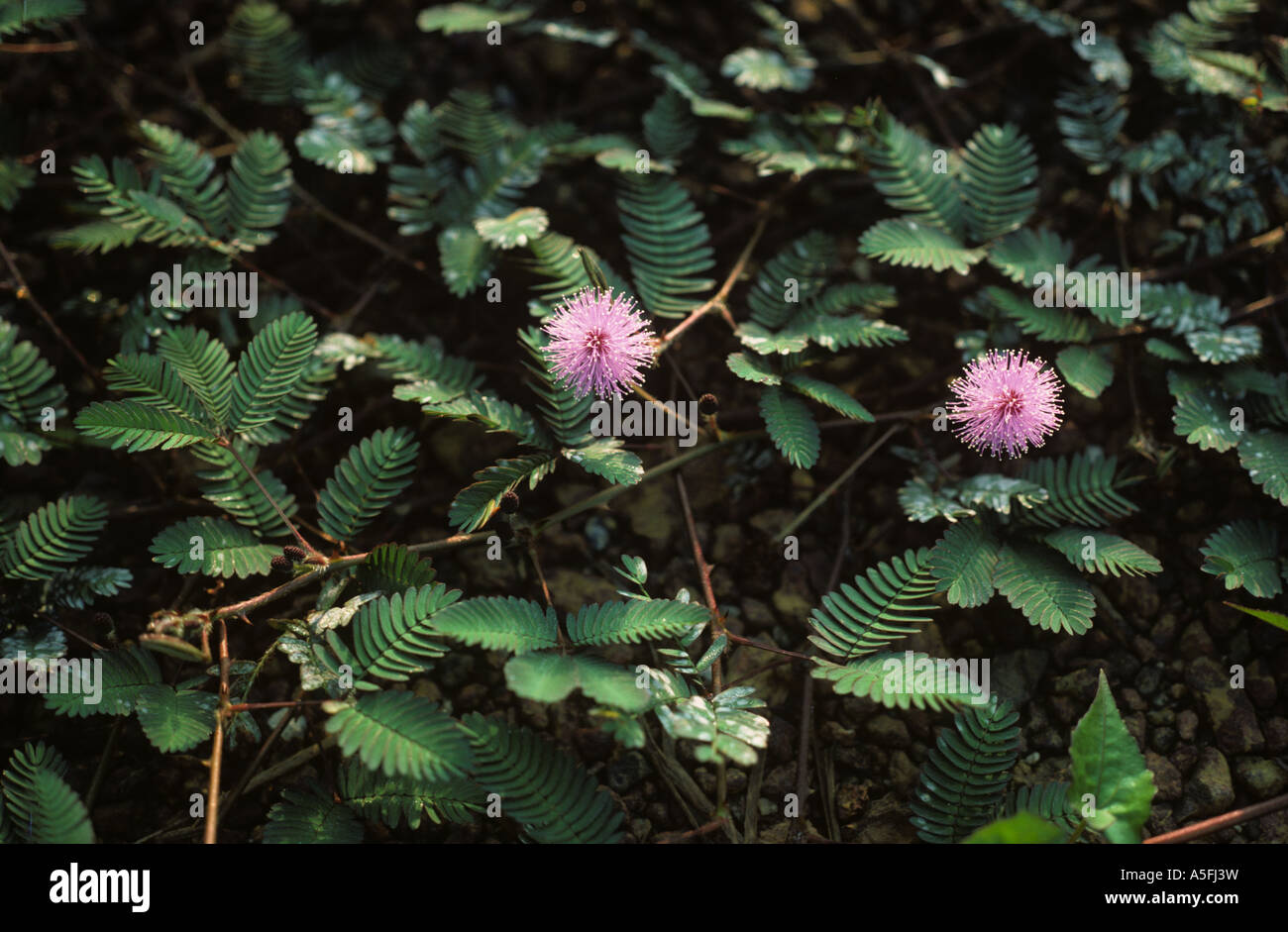 Sensitivity Plant Mimosa pudica flowering plant The Philippines Stock Photo