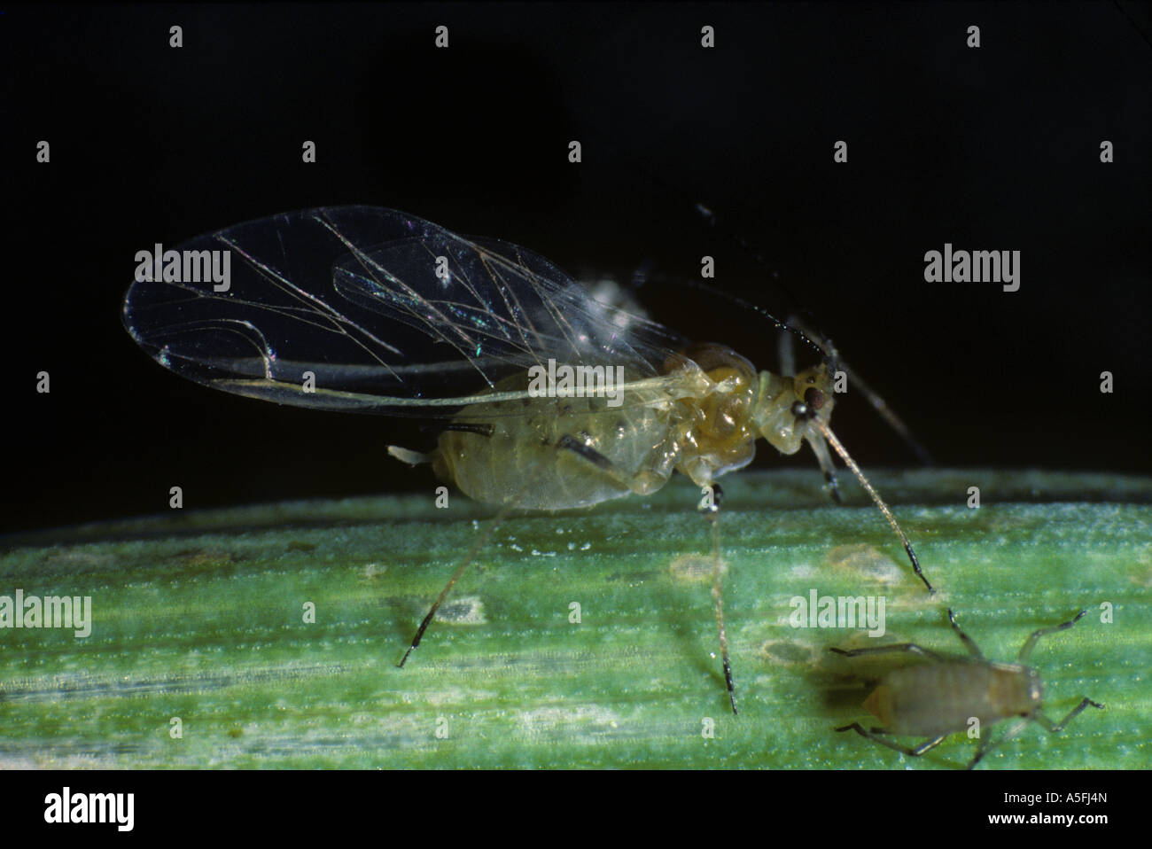 Grain aphid Sitobion avenae winged alate adult insect Stock Photo