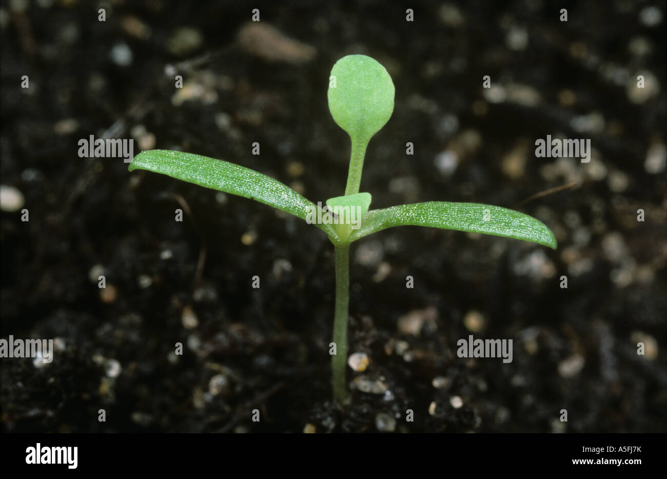 cornfield poppy seedlings cornfield poppy seedlings