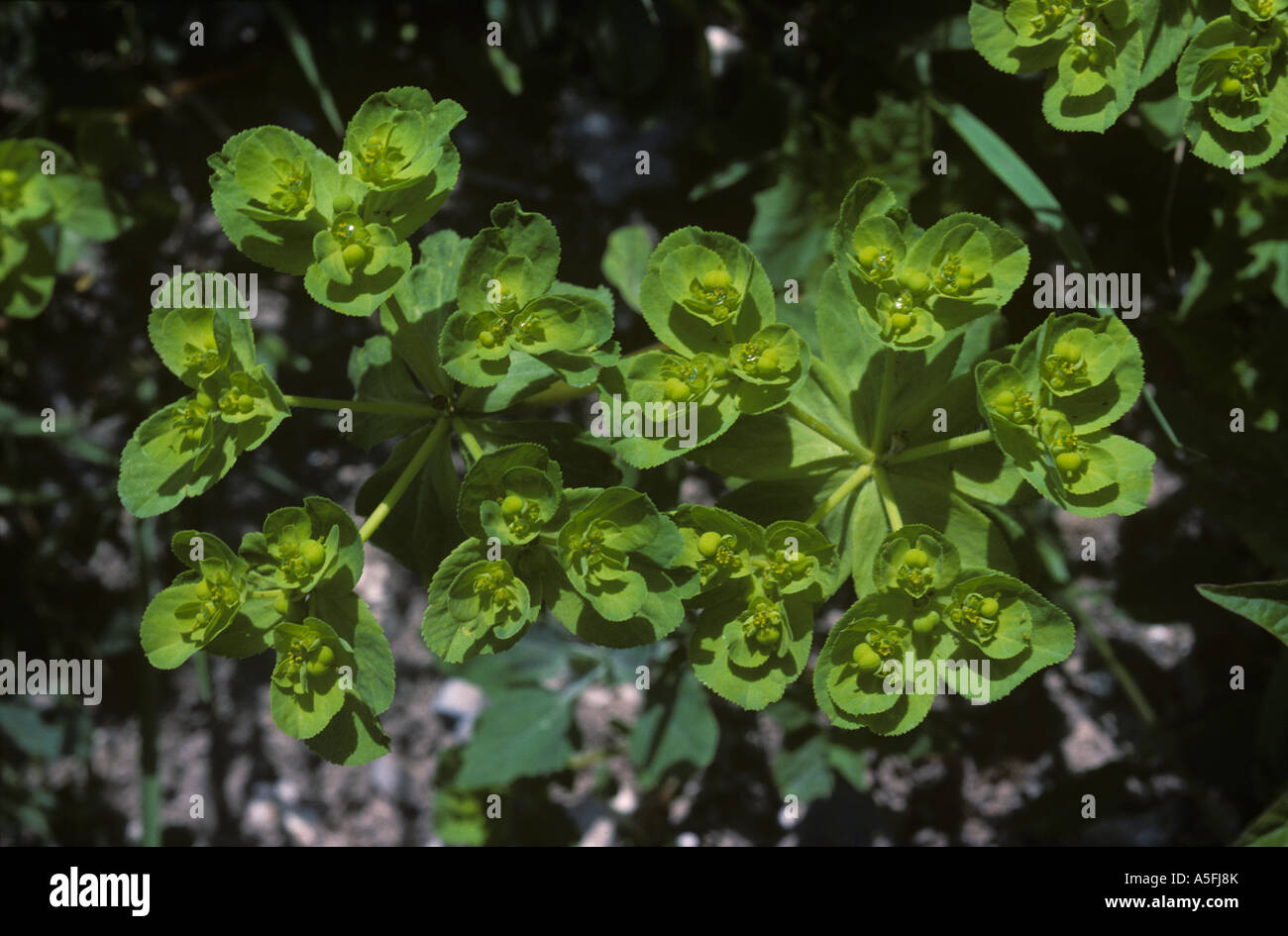 Sun spurge Euphorbia helioscopia flowering plant Stock Photo