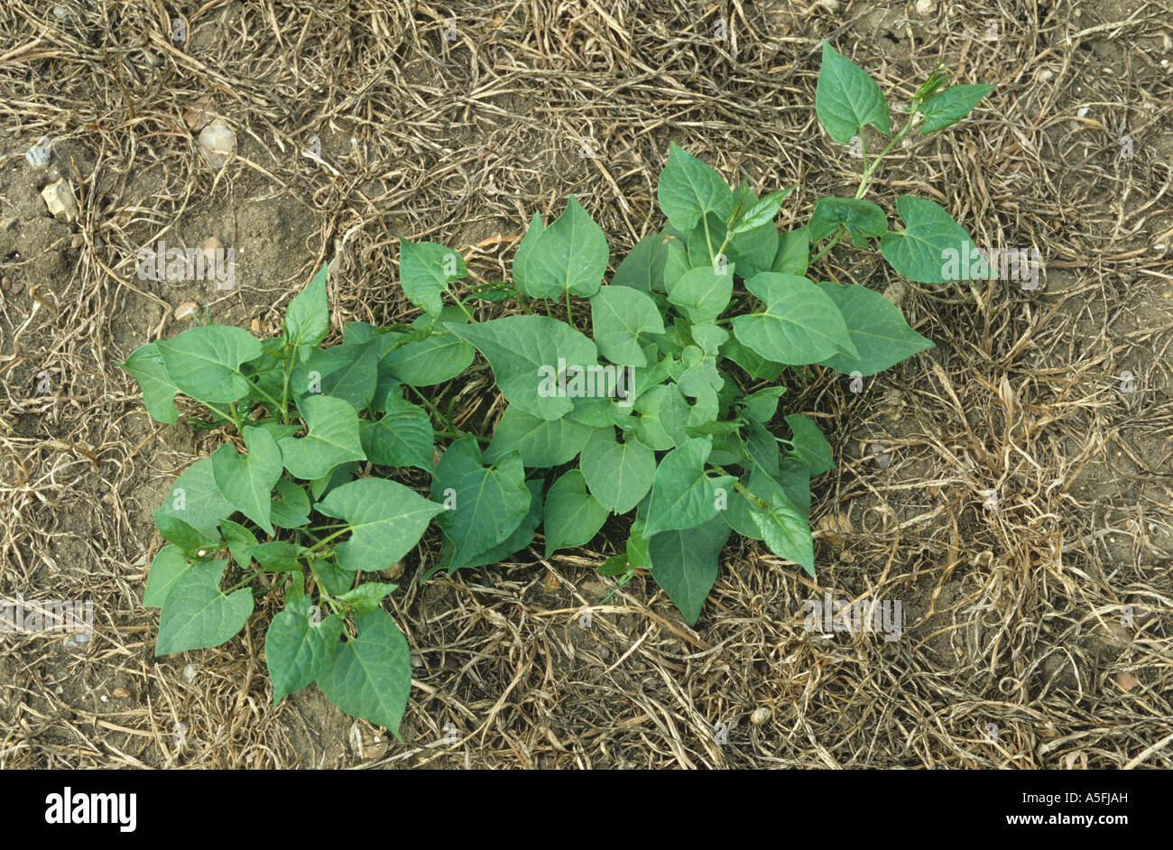 Black bindweed Bilderdykia convolvulus non flowering plant Stock Photo