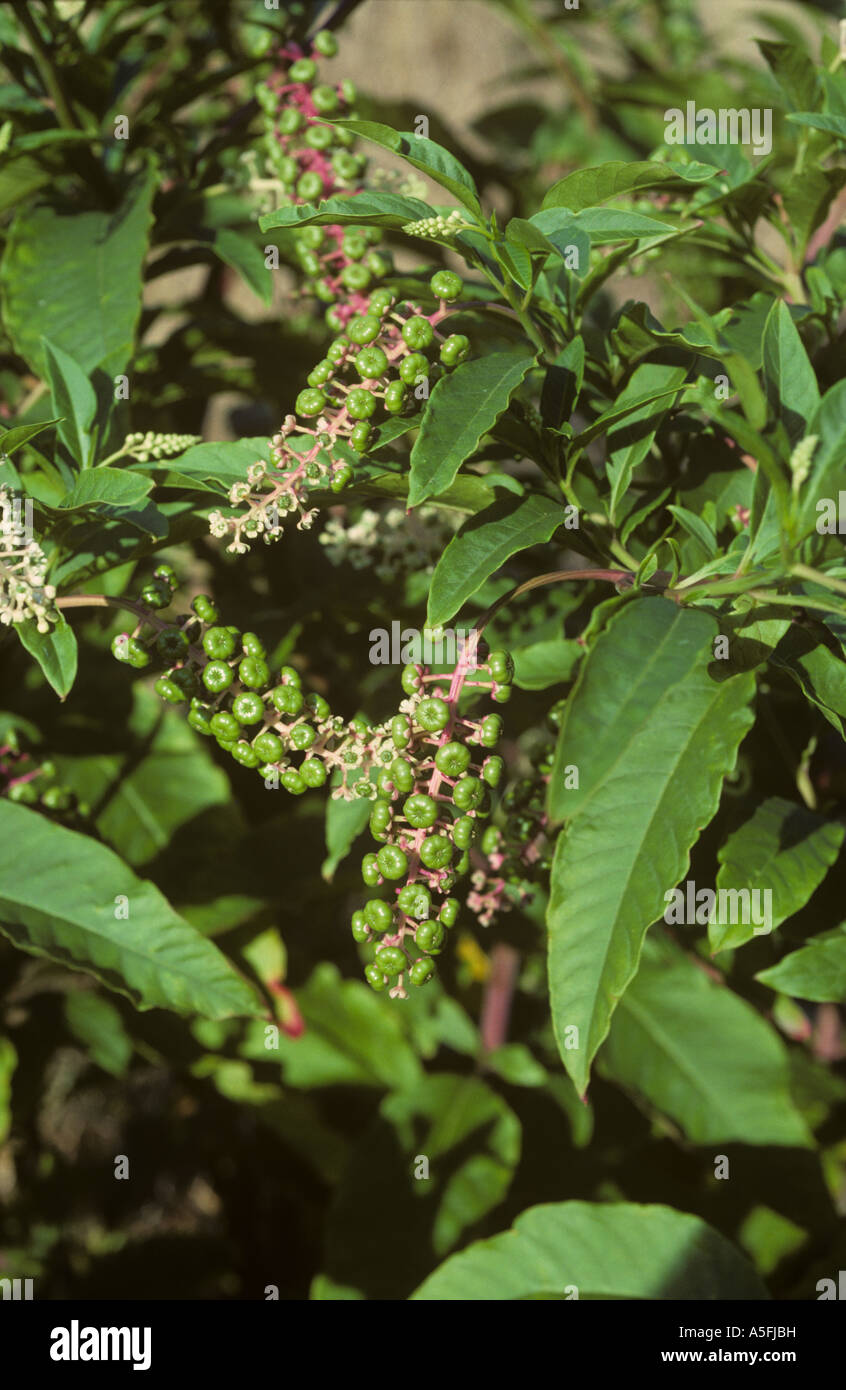 Pokeweed Phytolacca americana plant in flower and seeding France Stock Photo