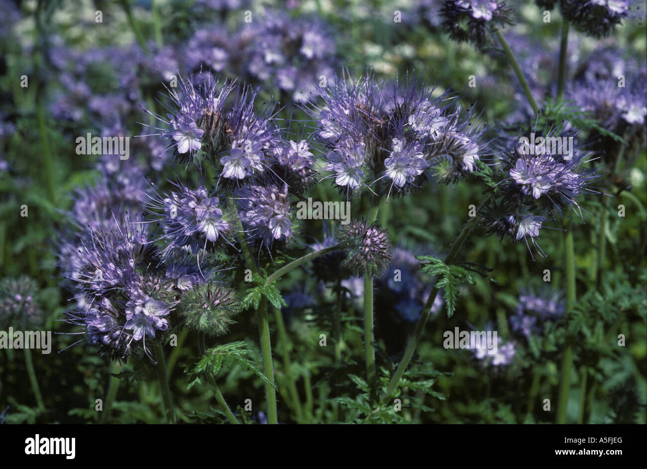 Phacelia sp flowering plants with foraging bees Stock Photo