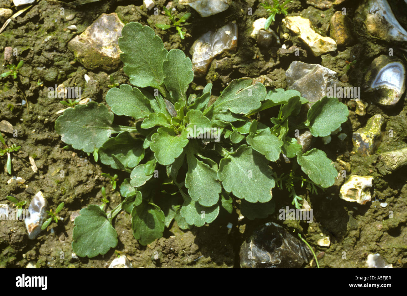 Field pansy Viola arvensis young plant on bare soil Stock Photo - Alamy