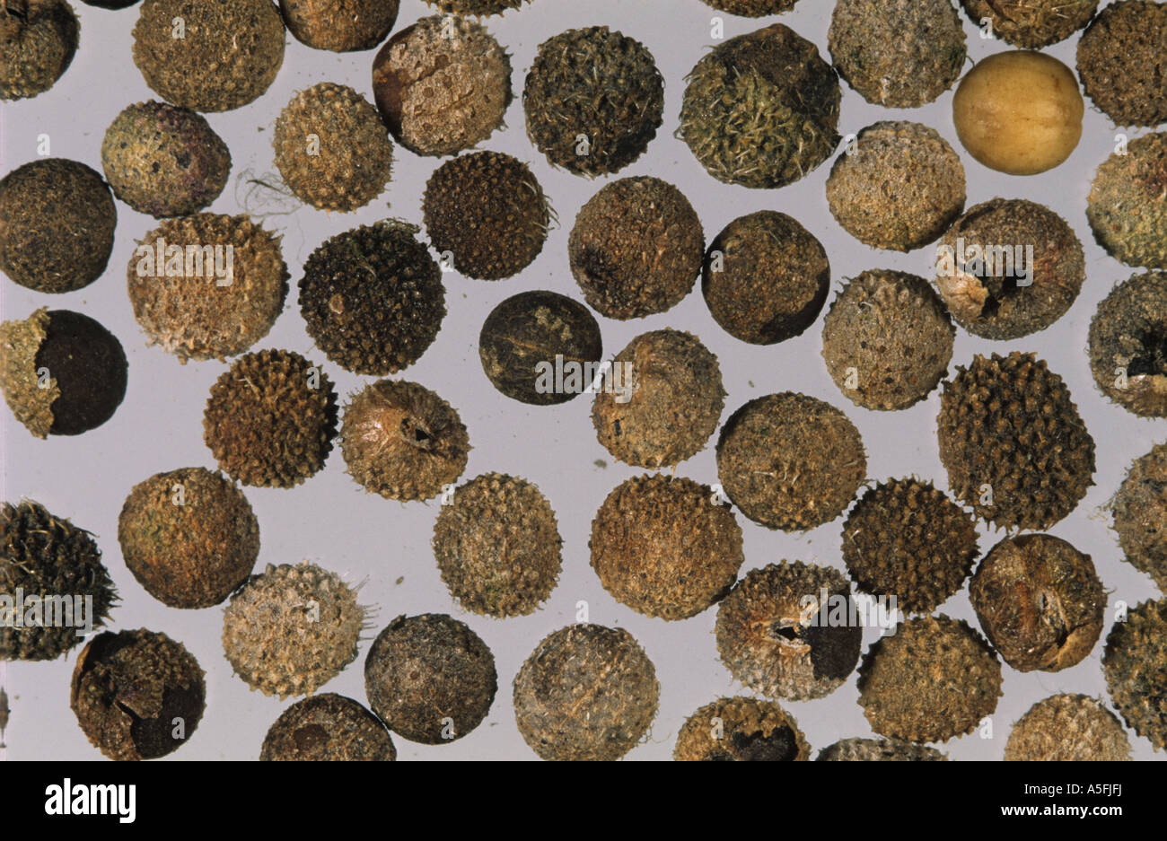 Cleavers Galium aparine seeds Stock Photo