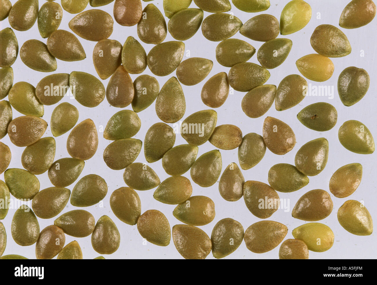 Annual nettle Urtica urens seeds Stock Photo