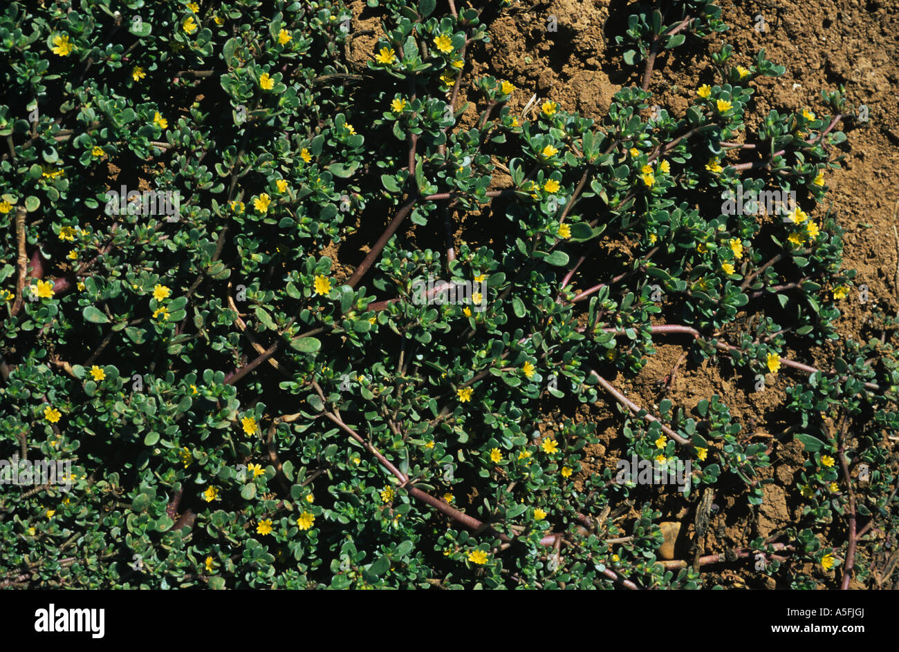 Purslane Portulaca oleraceae flowering prostrate weed plant Spain Stock Photo