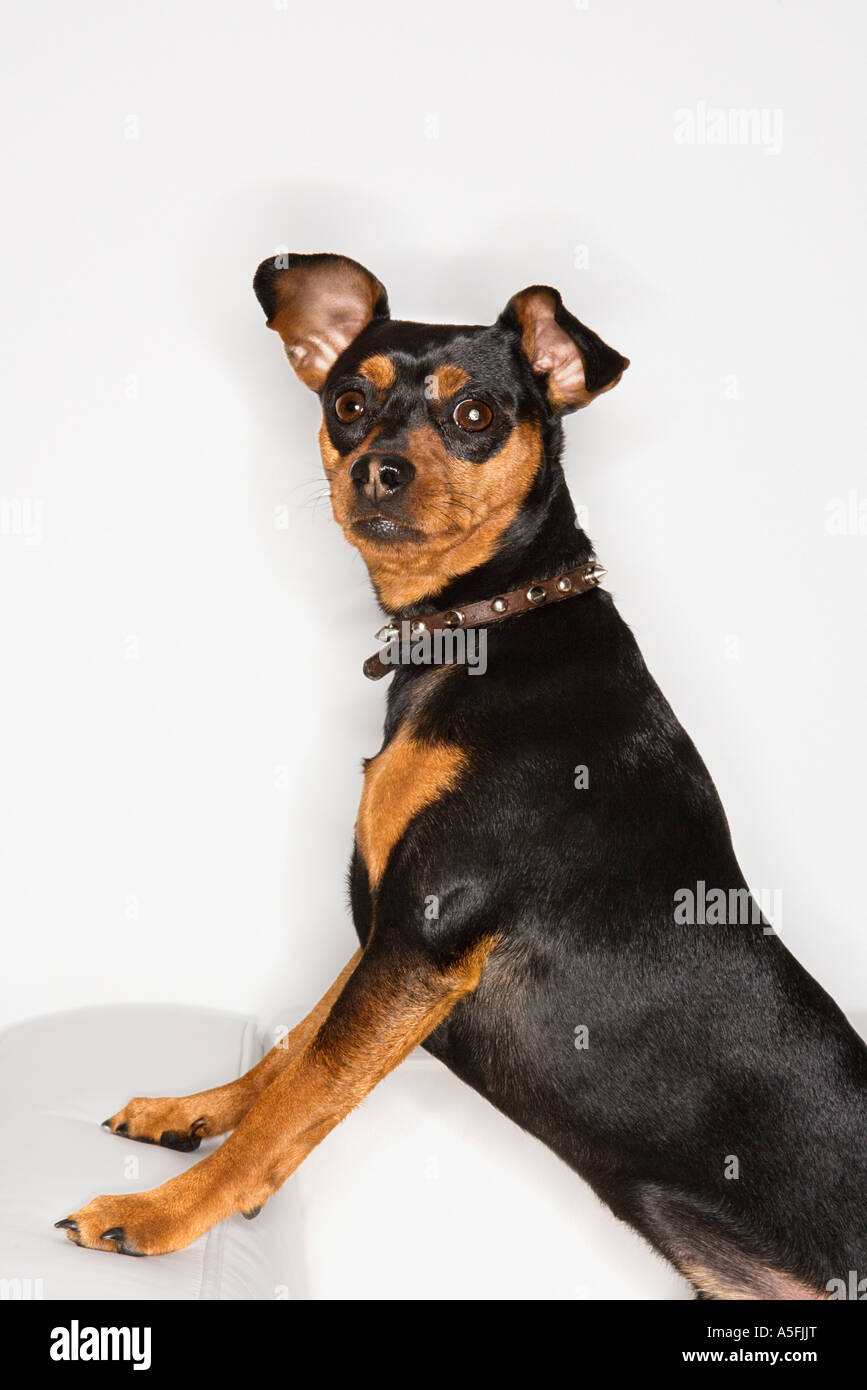 Miniature Pinscher dog looking at viewer Stock Photo - Alamy