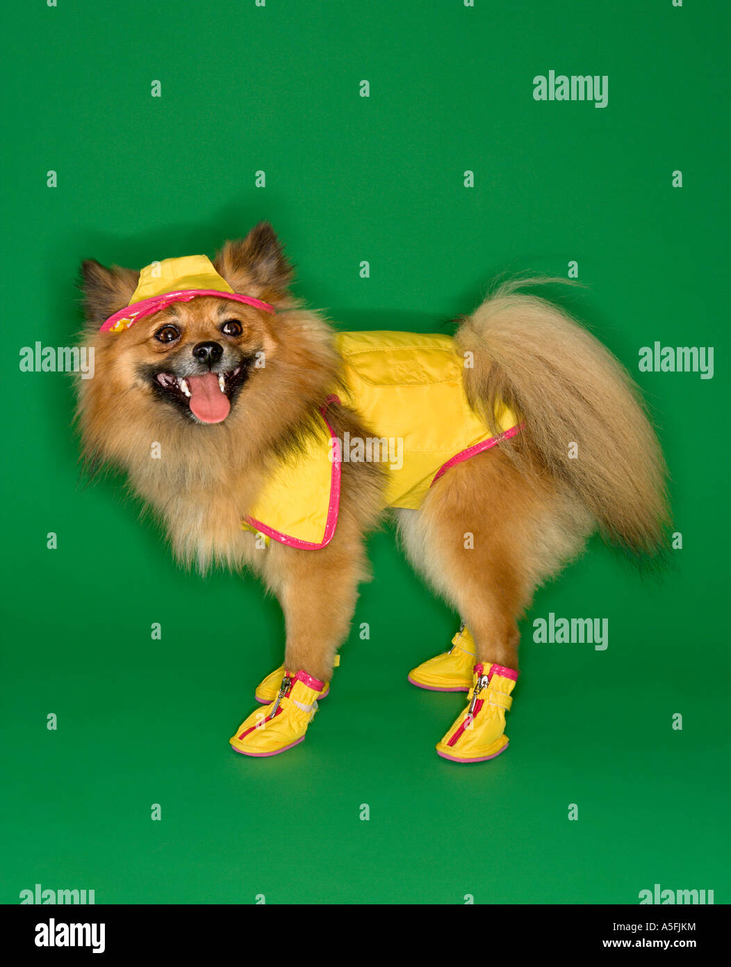 Brown Pomeranian dog wearing rain gear Stock Photo