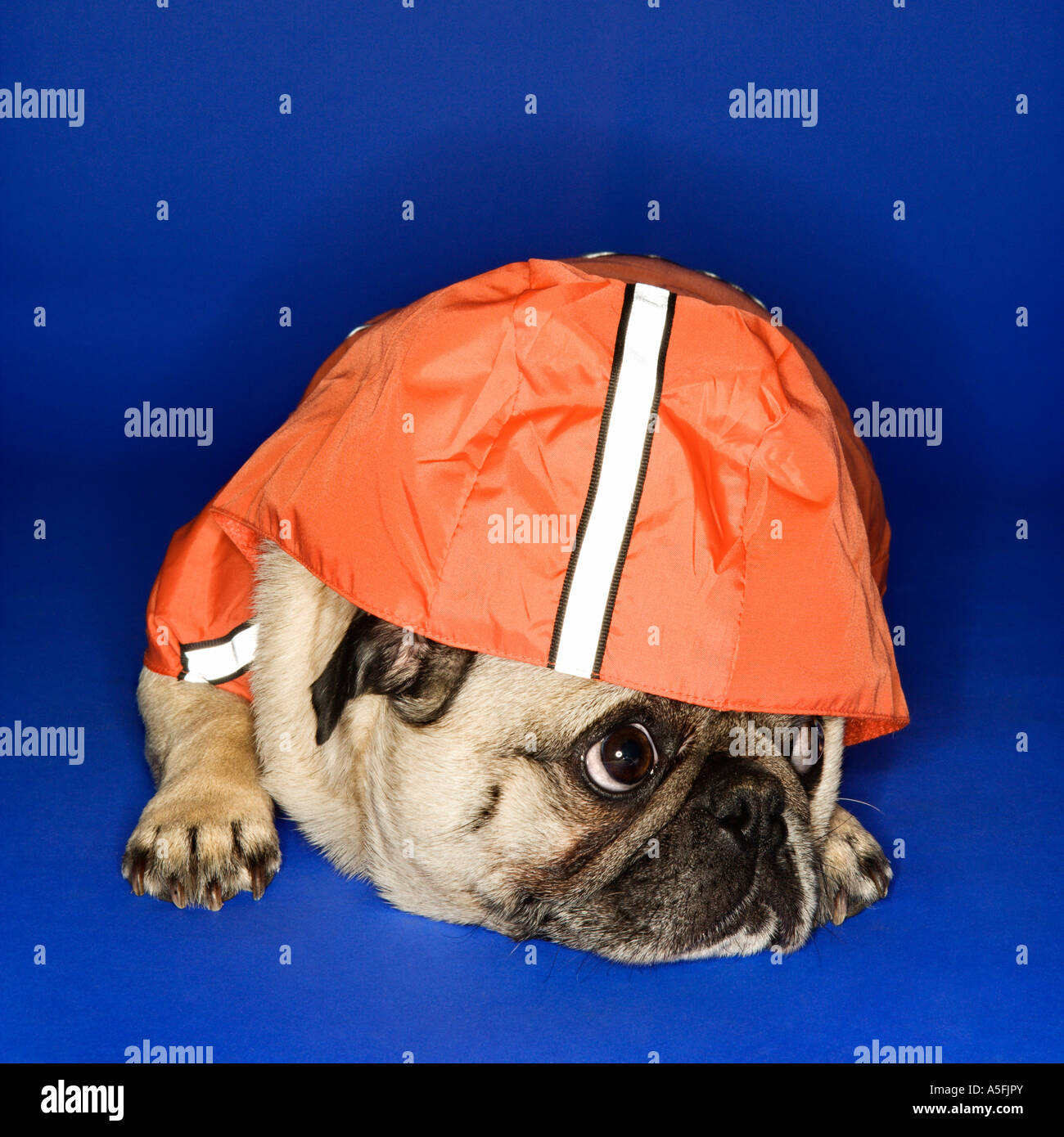 Pug Knitting Hoodie main image 1