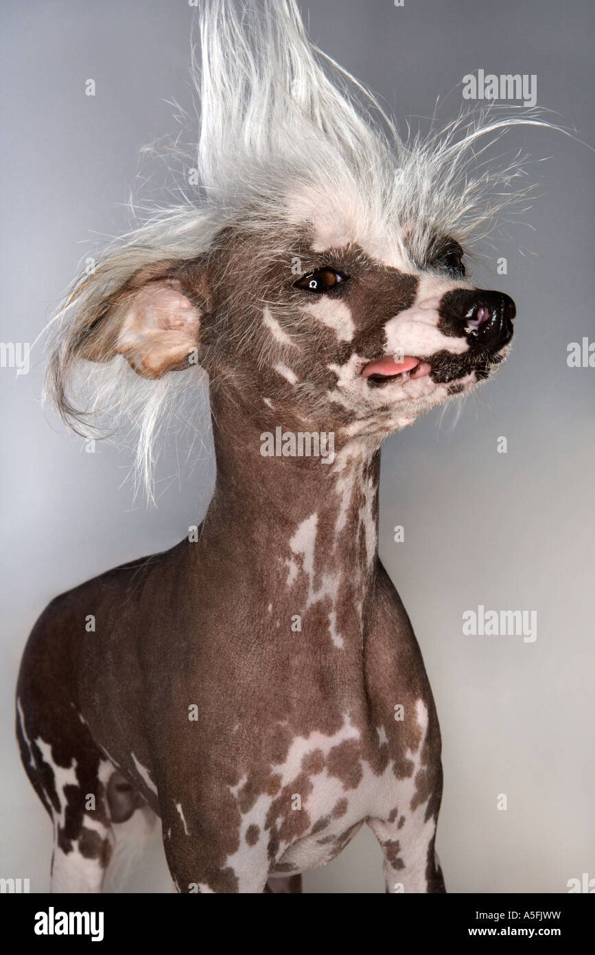 Mohawk chinese sale crested