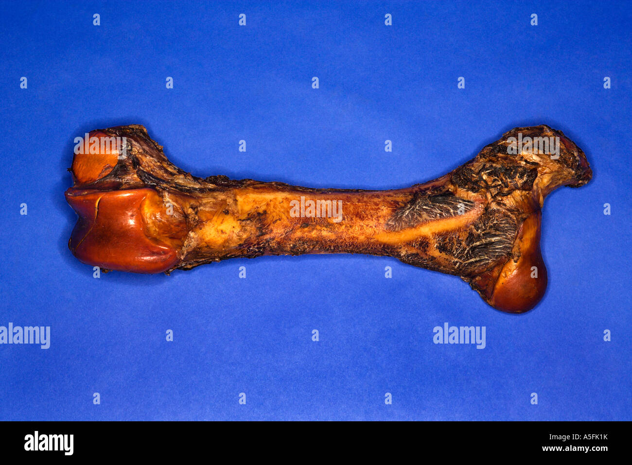 Big bone on blue background Stock Photo - Alamy