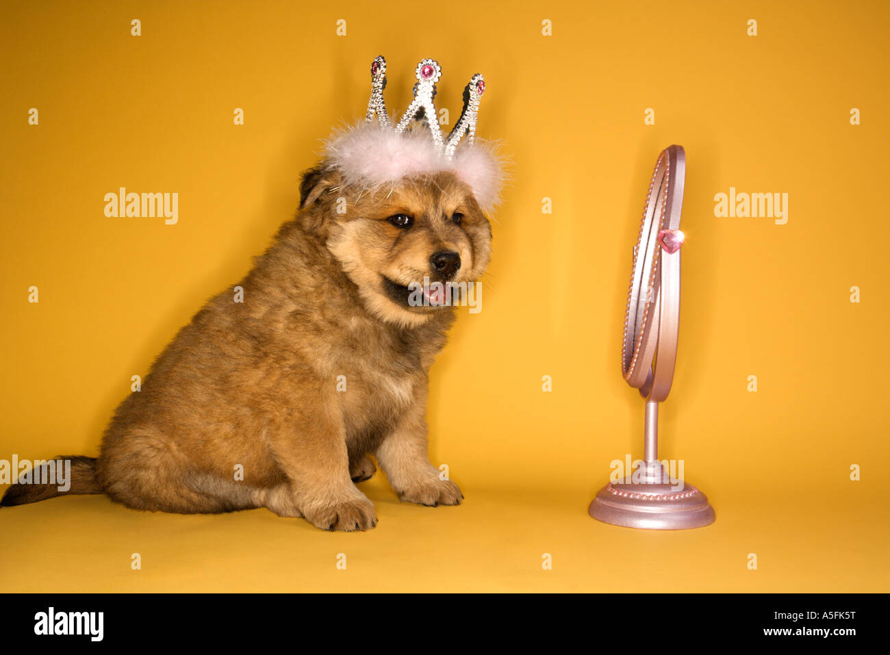 Puppy wearing crown in front of mirror Stock Photo Alamy
