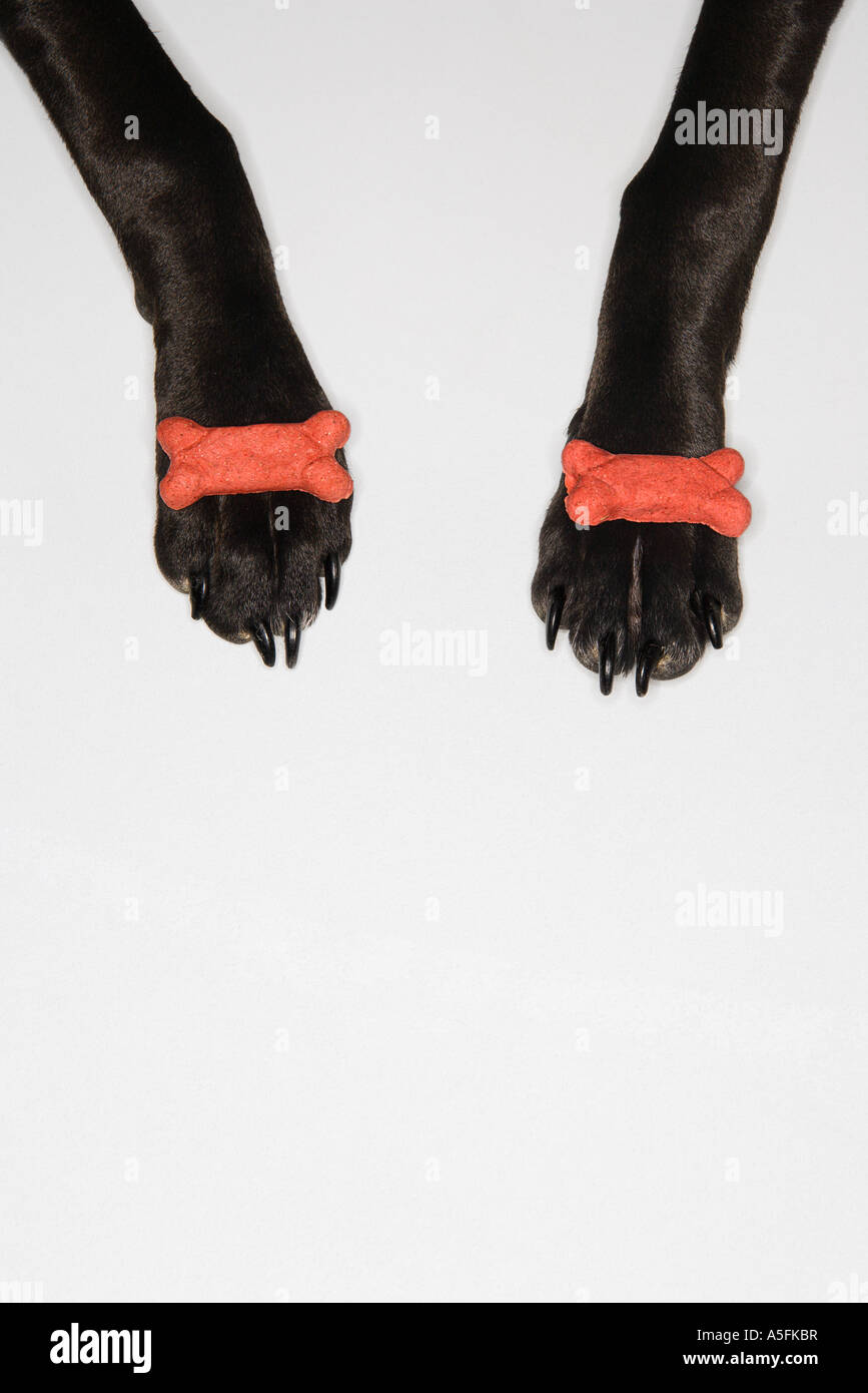 Black dog balancing dog bones on paws Stock Photo