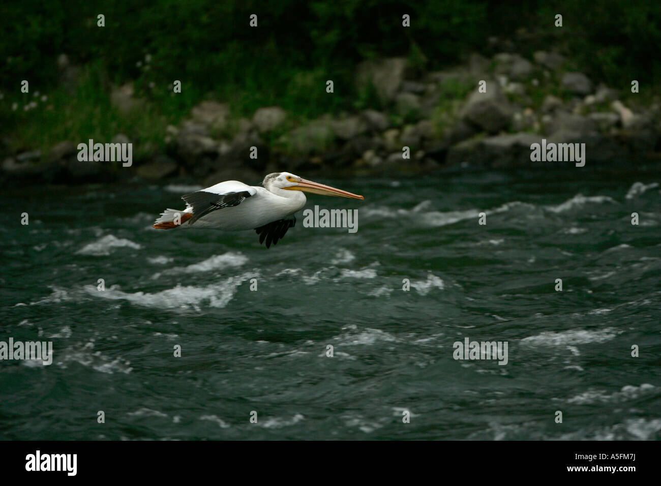 American White Pelican (Pelecanus erythrorhynchos) Wyoming - USA - Flying over running river Stock Photo