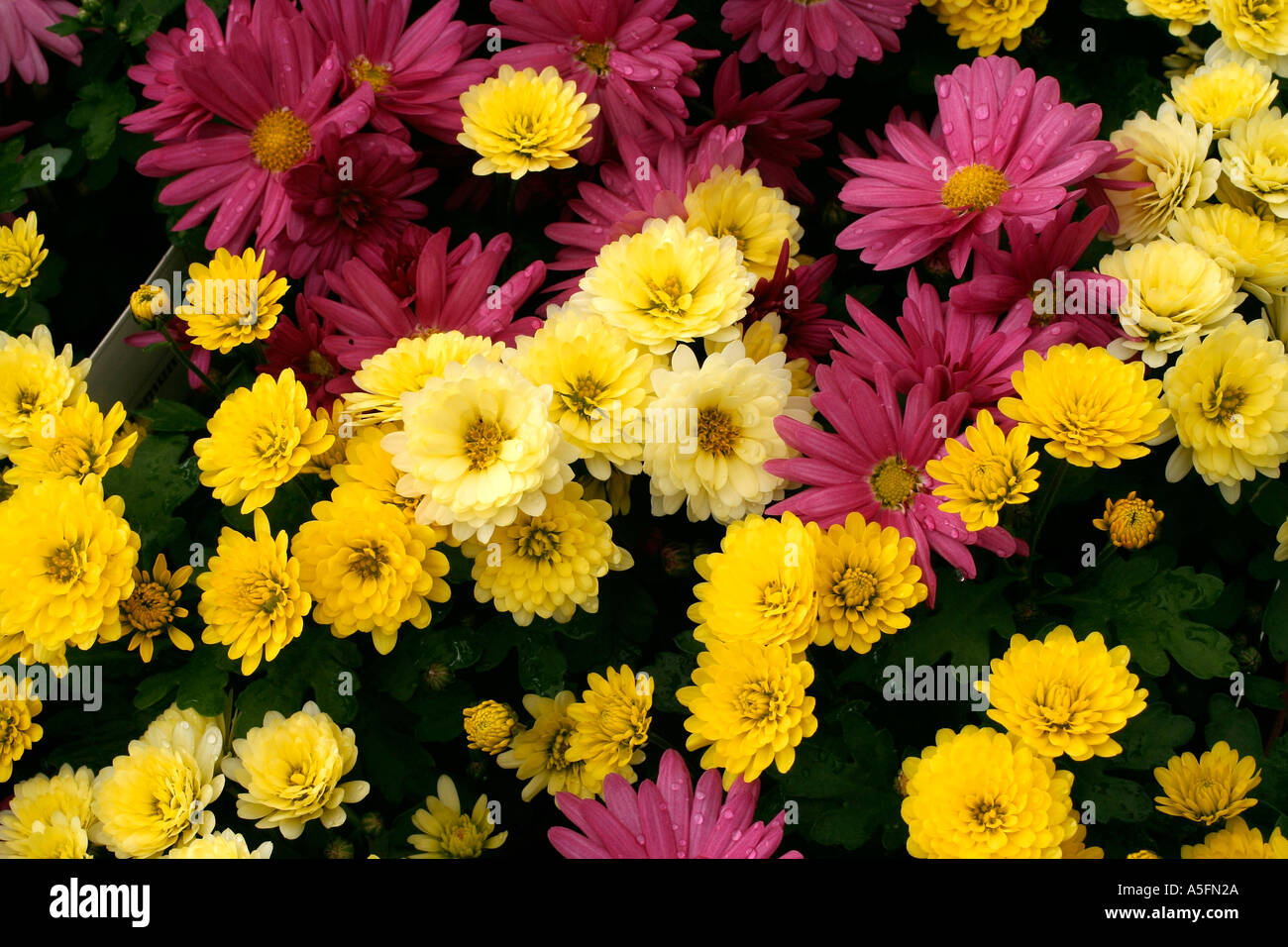 Chrysanthemum Stock Photo