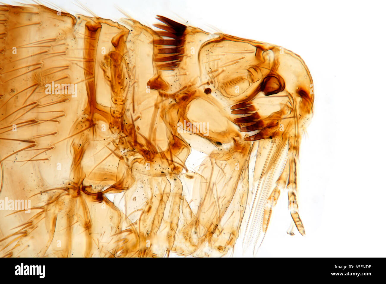 Brightfield photomicrograph of a male flea from rabbit Stock Photo Alamy