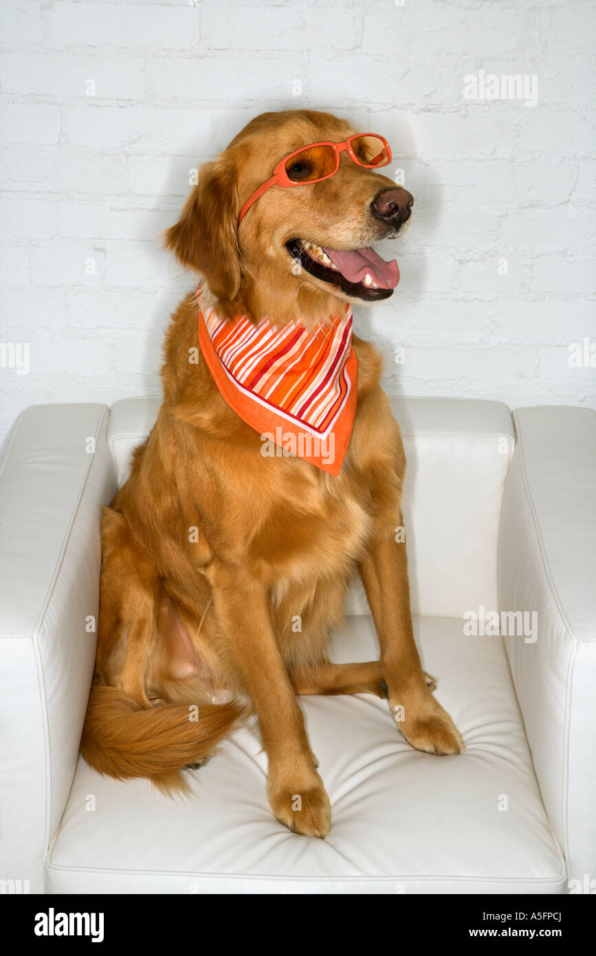 Golden Retriever dog wearing sunglasses and bandana Stock Photo - Alamy