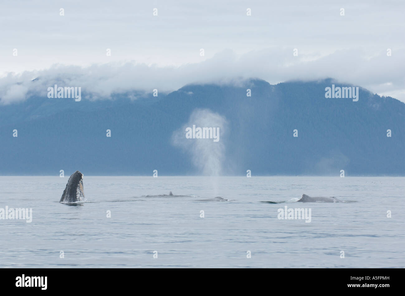 Humpback Whales, SE Southeast Alaska Stock Photo Alamy