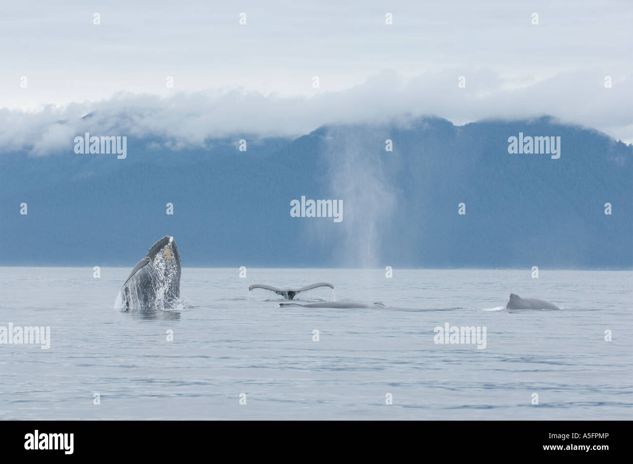 Humpback Whales, SE - Southeast Alaska Stock Photo - Alamy