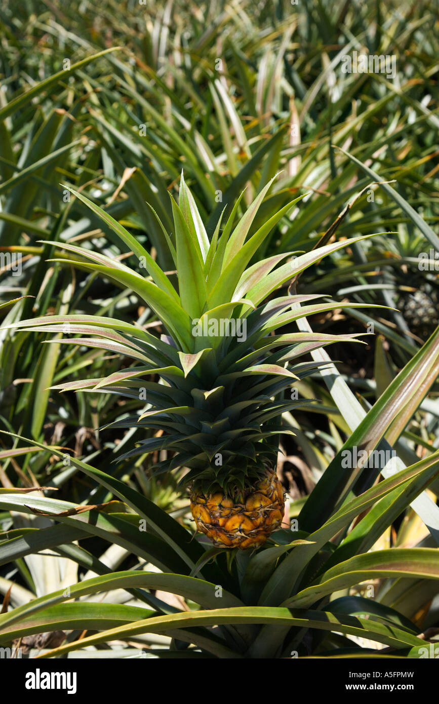 Pineapple farm maui maui hawaii hires stock photography and images Alamy