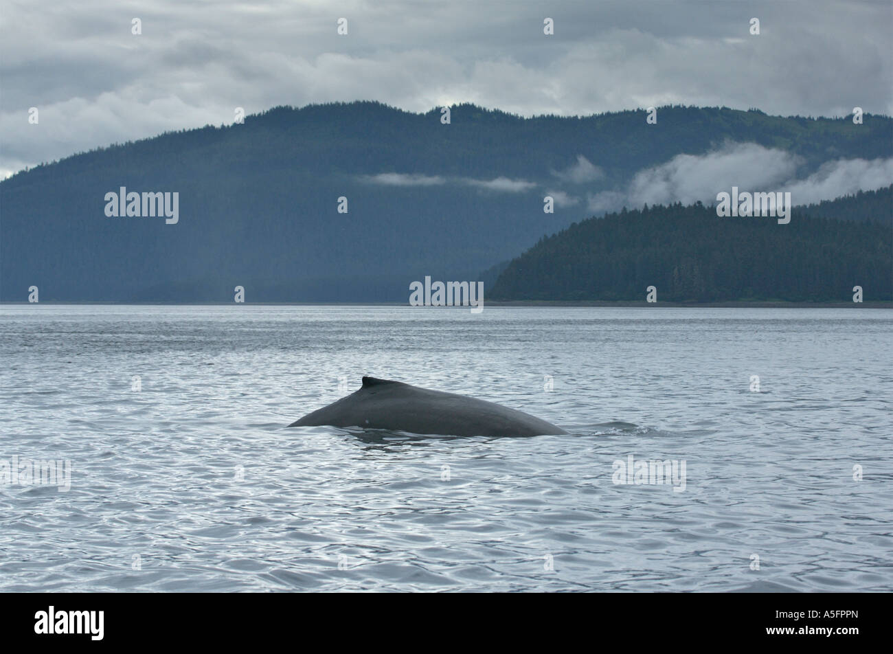 Humpback Whale, SE - Southeast Alaska Stock Photo