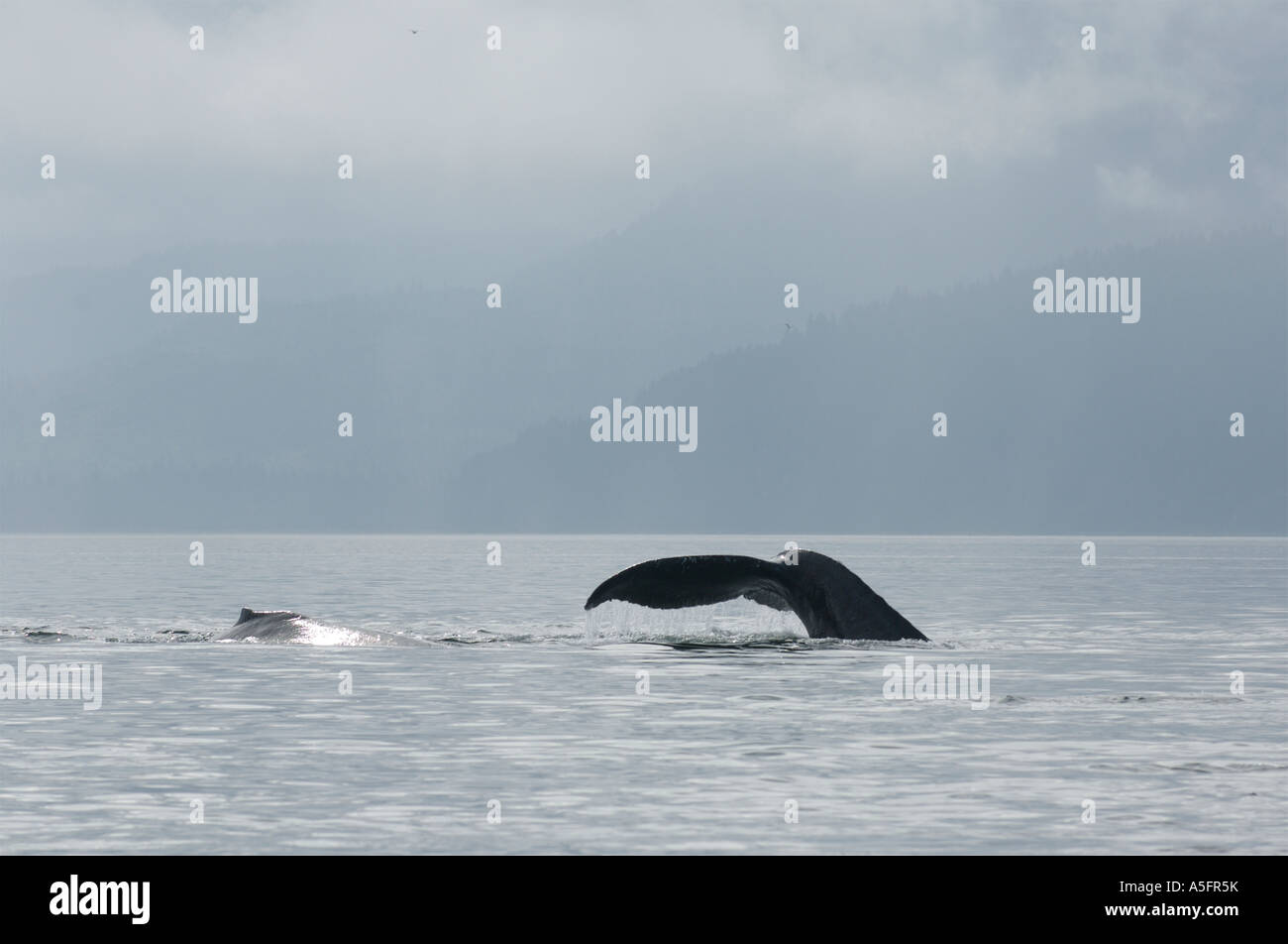 Humpback Whales, SE Southeast Alaska Stock Photo Alamy