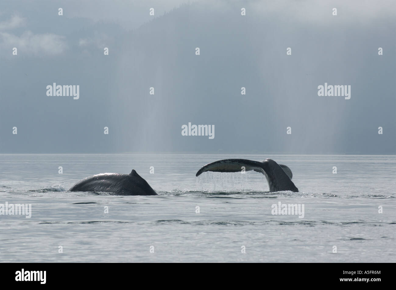 Humpback Whales, SE Southeast Alaska Stock Photo Alamy