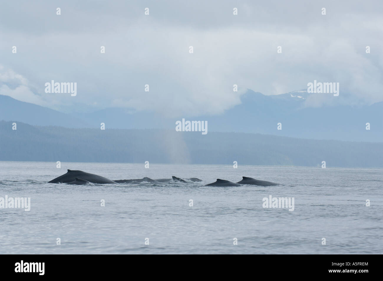 Humpback whale alaska calf hi-res stock photography and images - Alamy