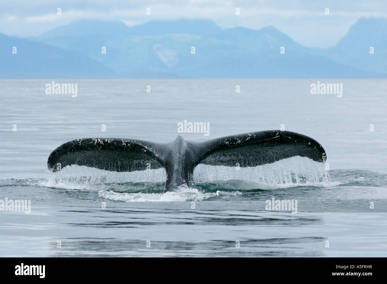 Humpback Whale, SE Southeast Alaska Stock Photo Alamy