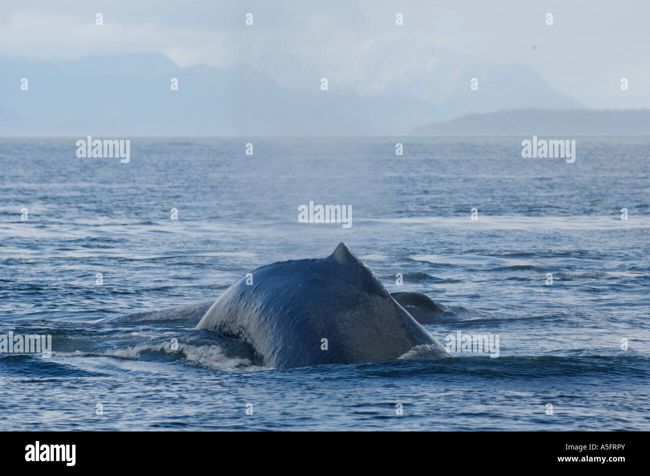 Humpback Whale, SE Southeast Alaska Stock Photo Alamy