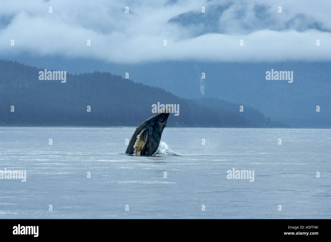 Humpback Whale, SE Southeast Alaska Stock Photo Alamy