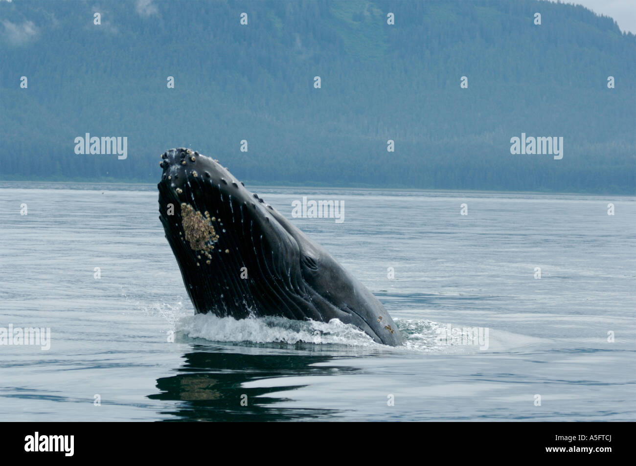 Humpback Whale, SE - Southeast Alaska Stock Photo - Alamy