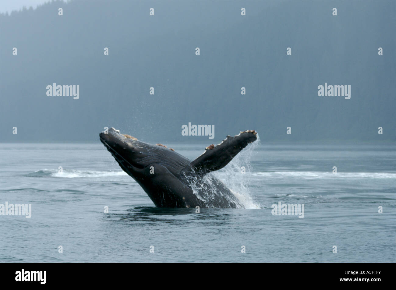 Humpback Whale, SE - Southeast Alaska Stock Photo - Alamy