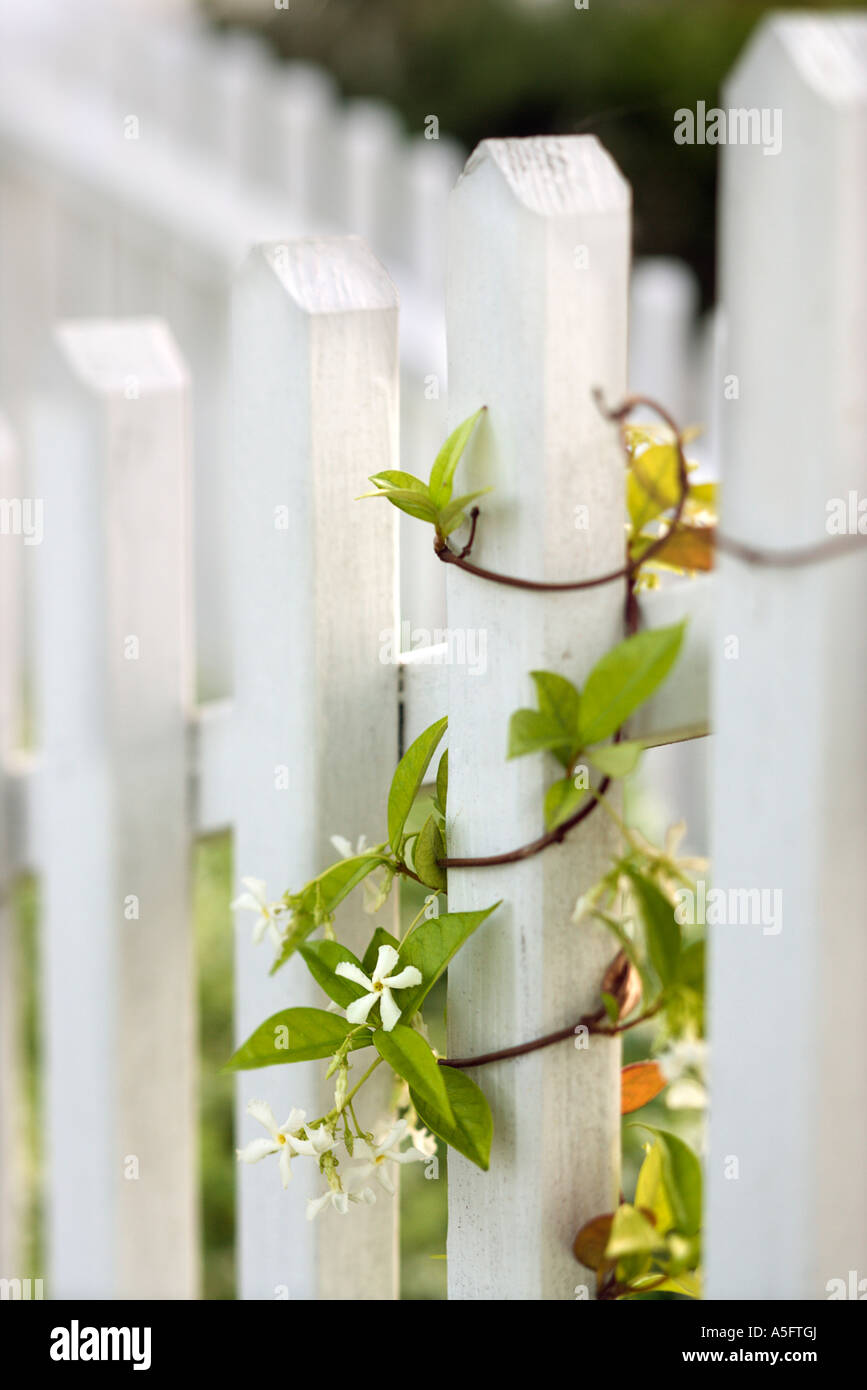 Vine growing on white picket fence Stock Photo - Alamy