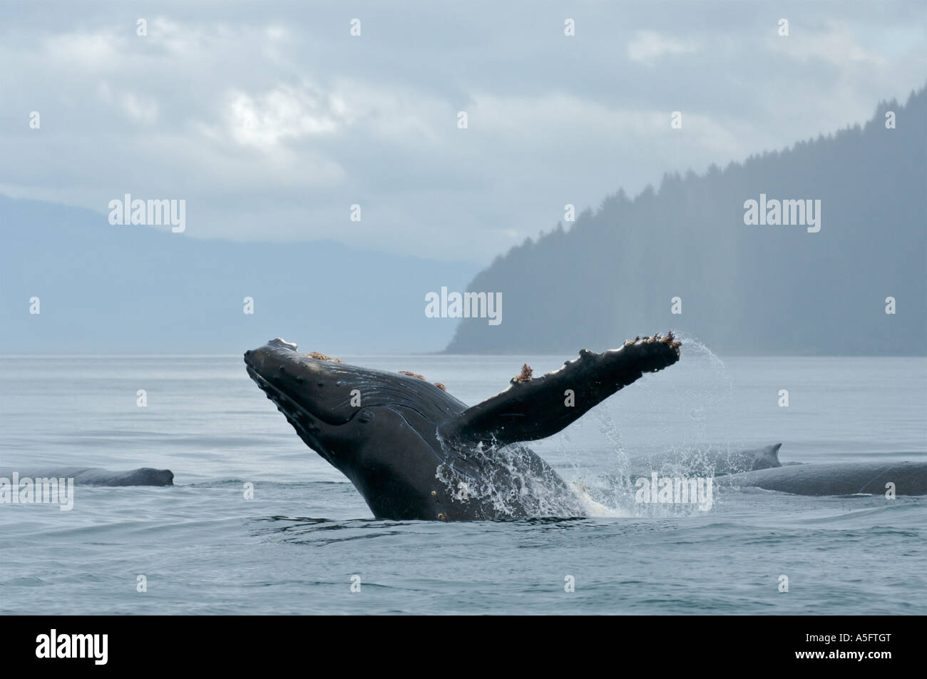 Humpback Whale, SE - Southeast Alaska Stock Photo - Alamy