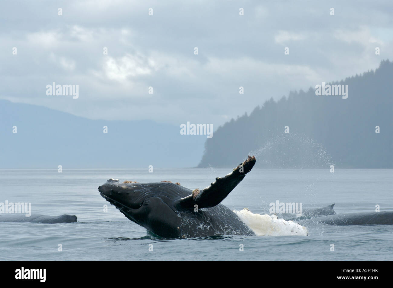 Humpback Whale, SE Southeast Alaska Stock Photo Alamy